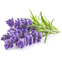 Lavender Oil for Relaxation.