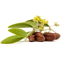 Wholesaler Supplier of Jojoba Oil Refined